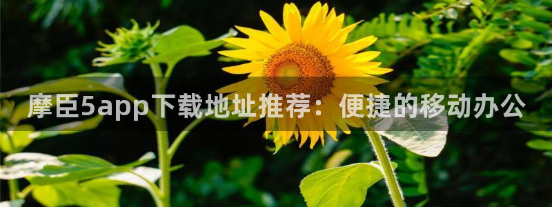 开丰娱乐能退款吗：摩臣5app下载地址推荐：便捷的移动办公